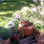 pots jardin thumbnail